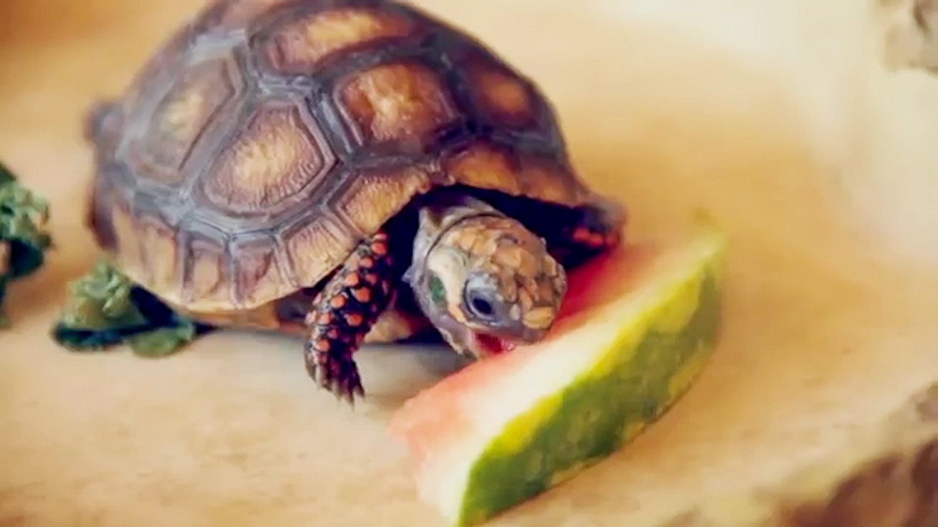The World's Funniest Animals background