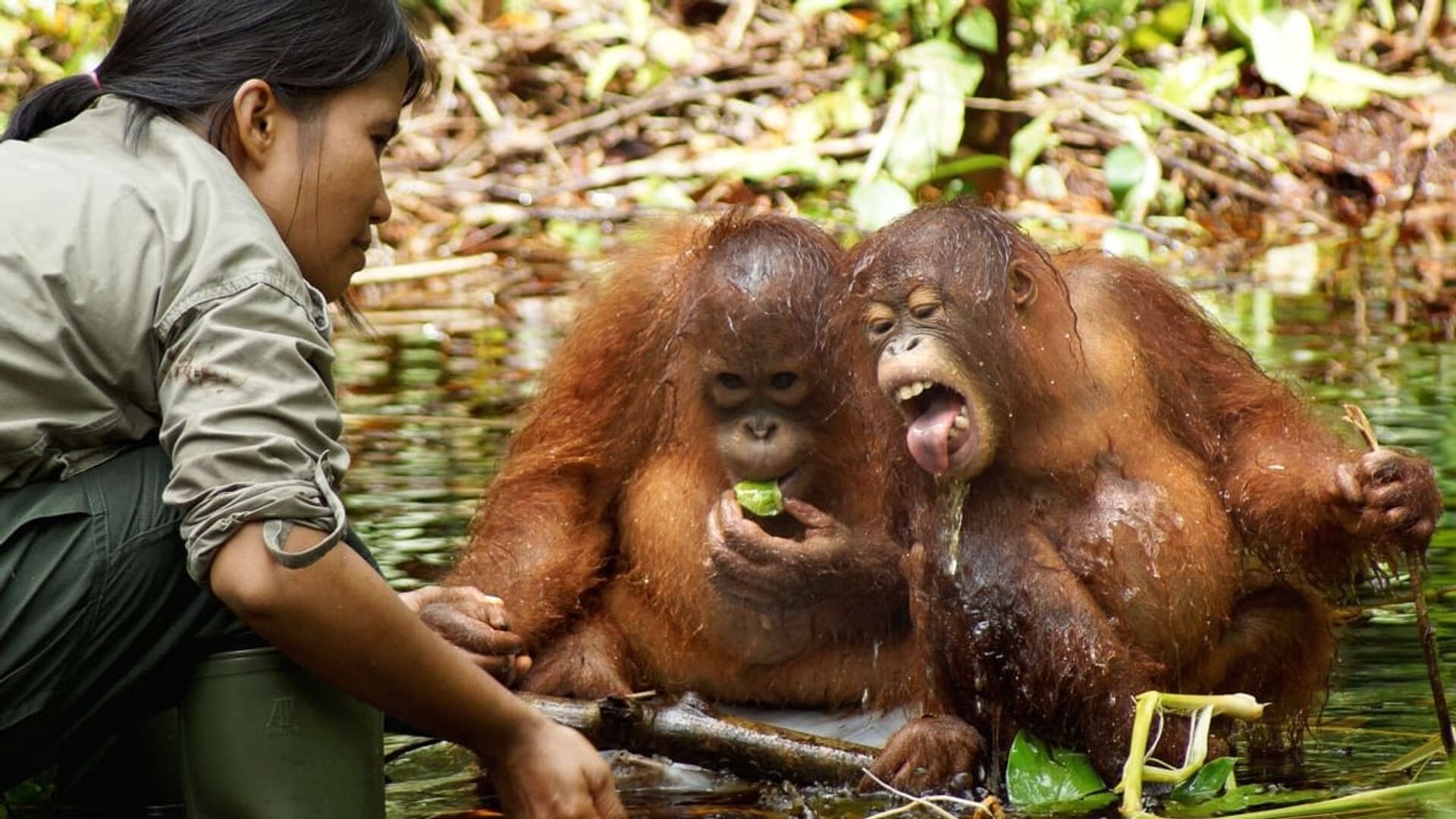 Orangutan Jungle School background