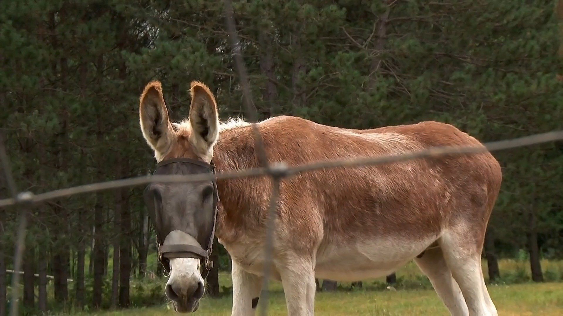 The Incredible Dr. Pol background