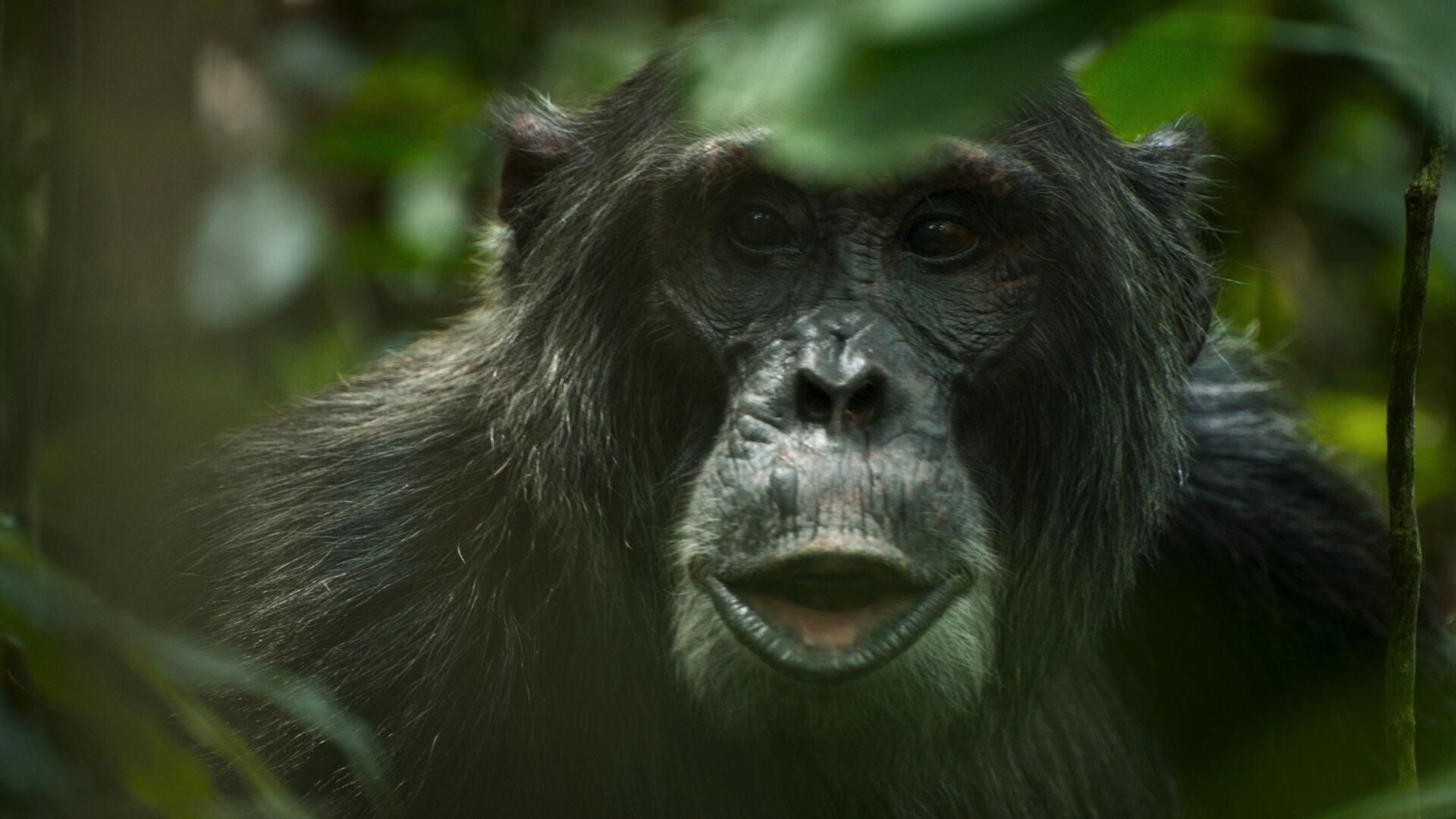 Chimp Empire background