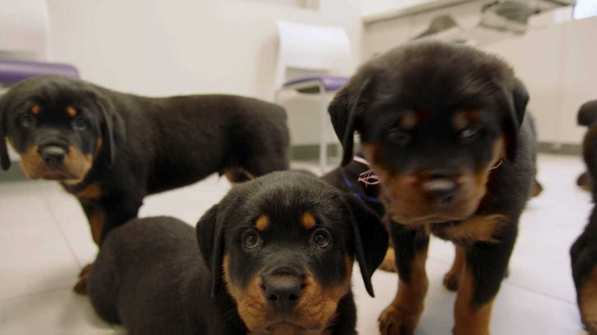 The Vet Life background