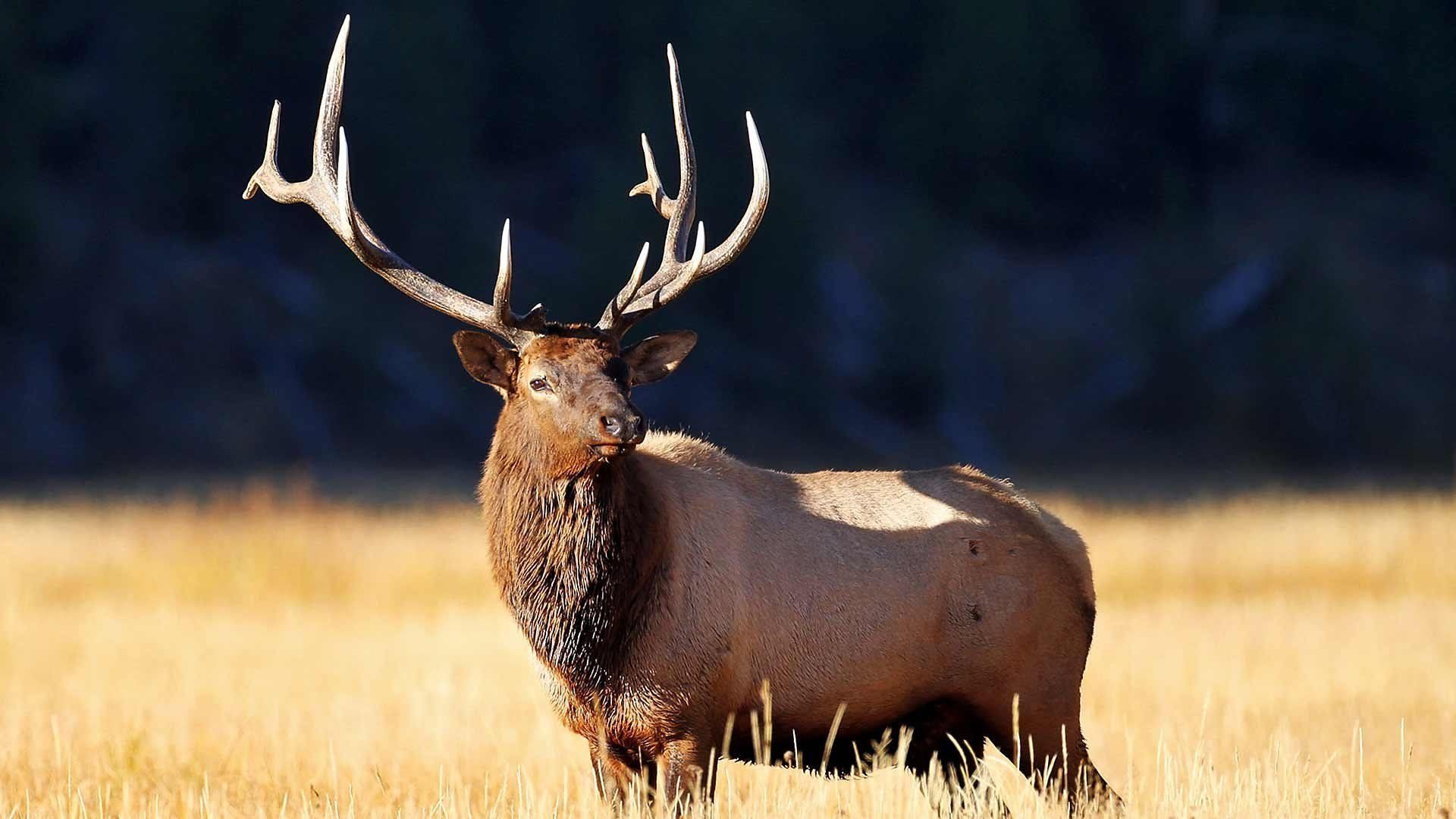 Yellowstone: Wildest Winter to Blazing Summer background