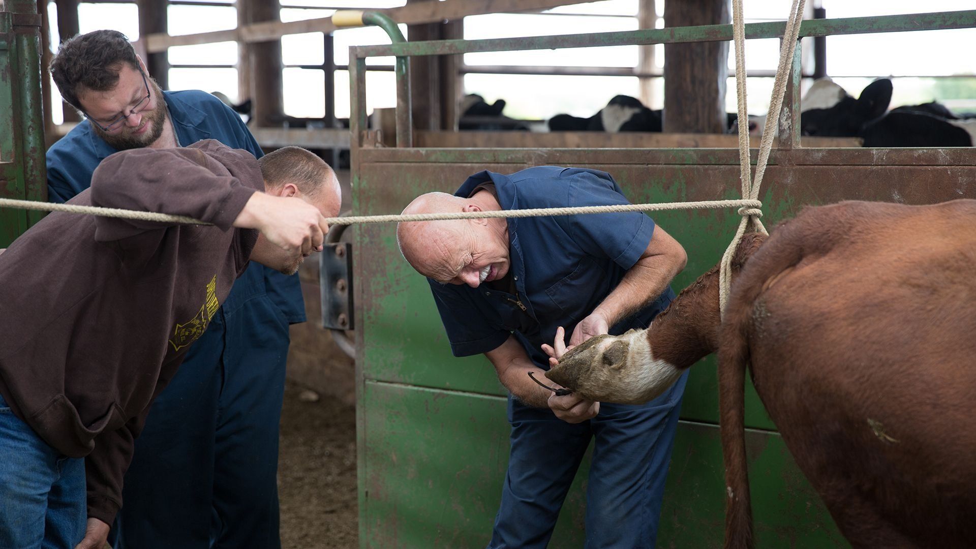 The Incredible Dr. Pol background