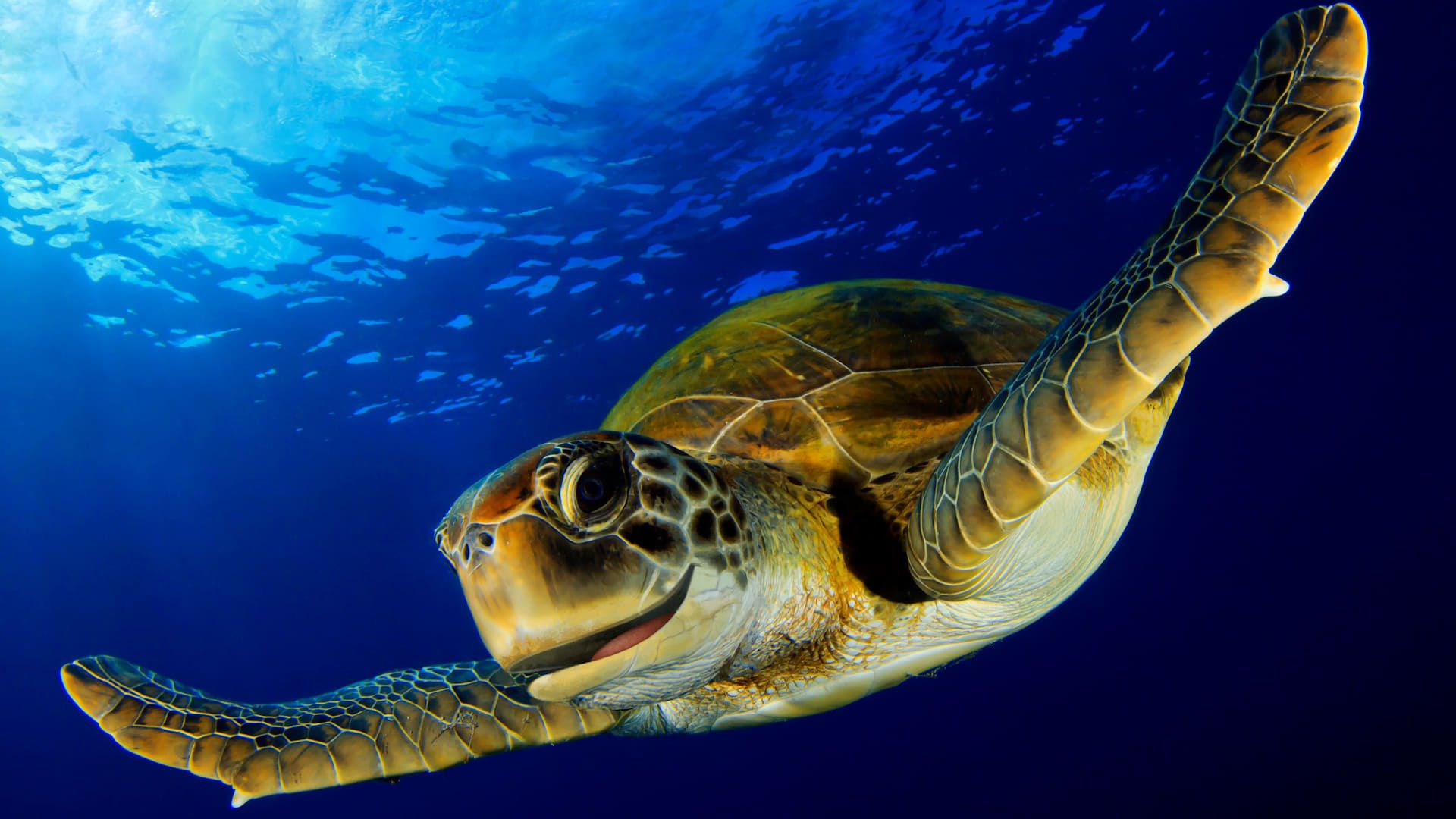 Reef School background