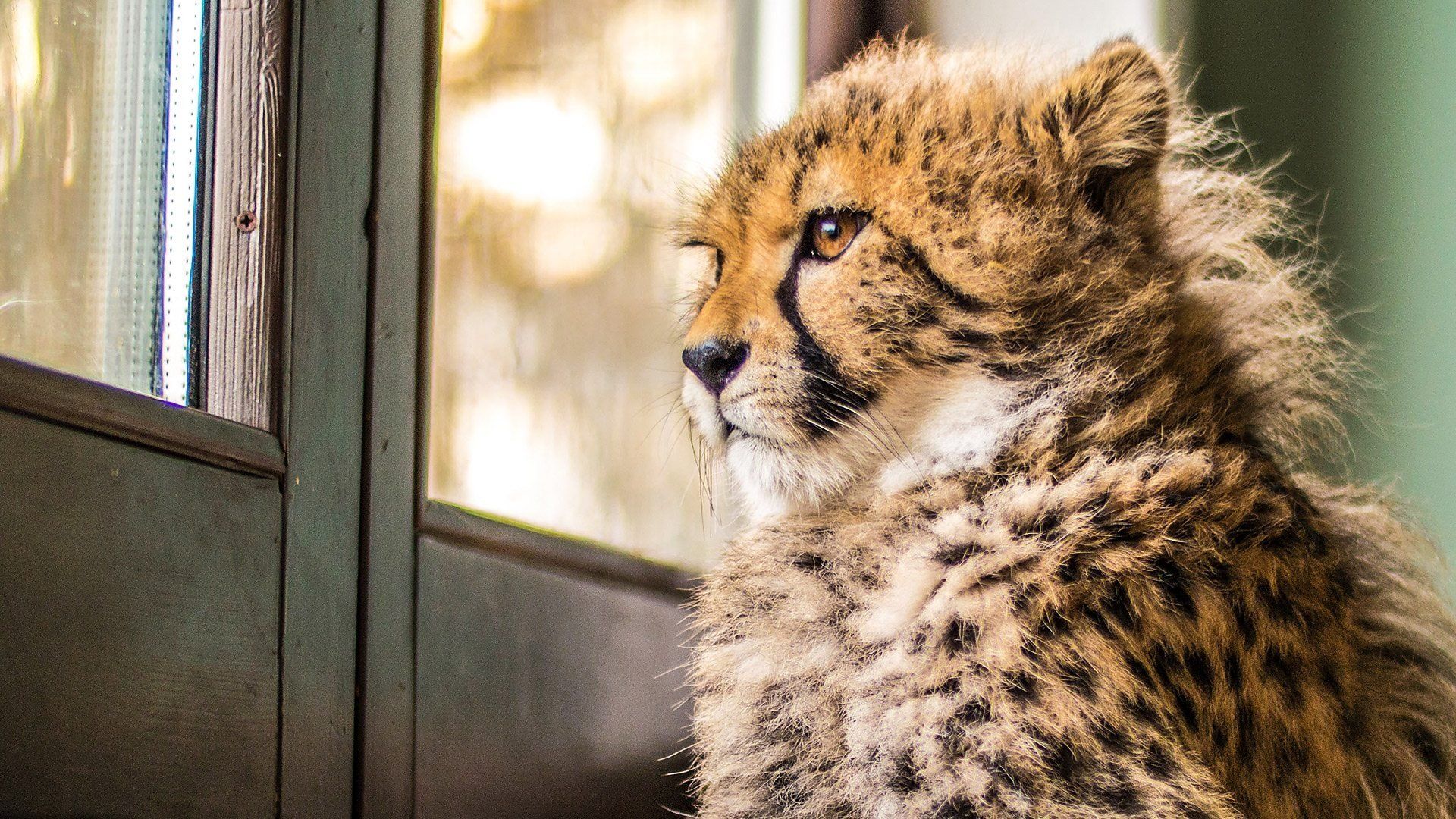 Big Cats About The House background