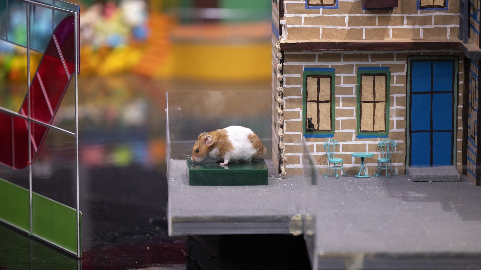 Human vs Hamster background