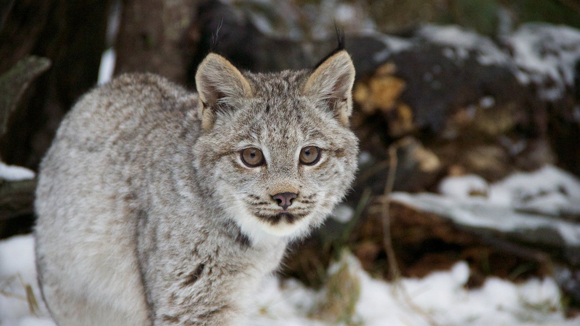 Cats: An Amazing Animal Family background