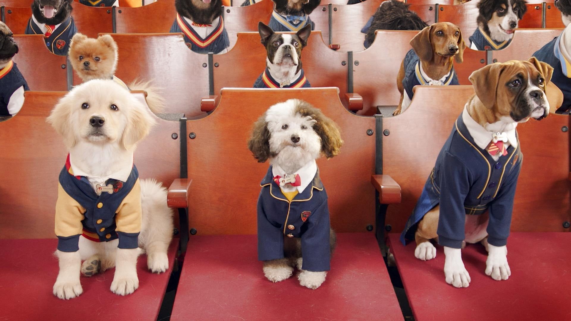Pup Academy background