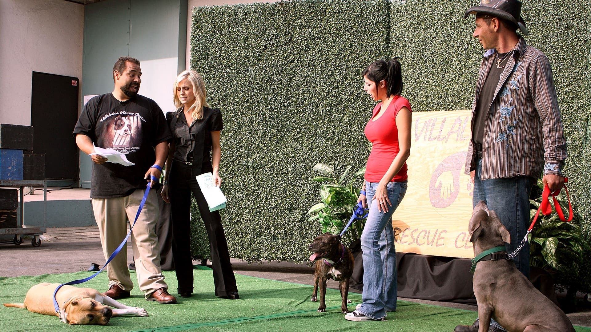 Pit Bulls and Parolees background