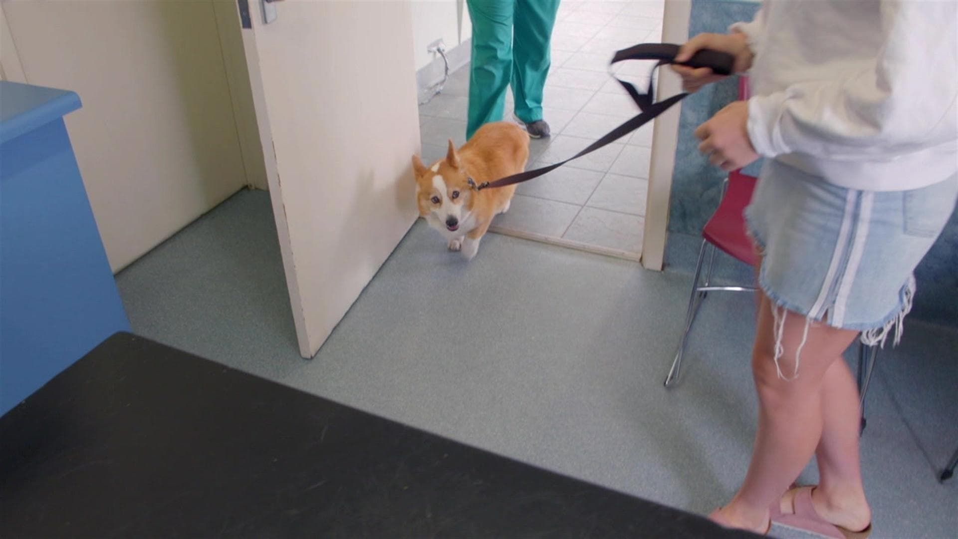 Bondi Vet: Coast to Coast background