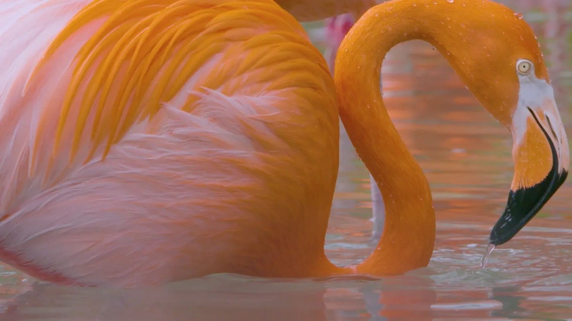 Secrets of the Zoo background