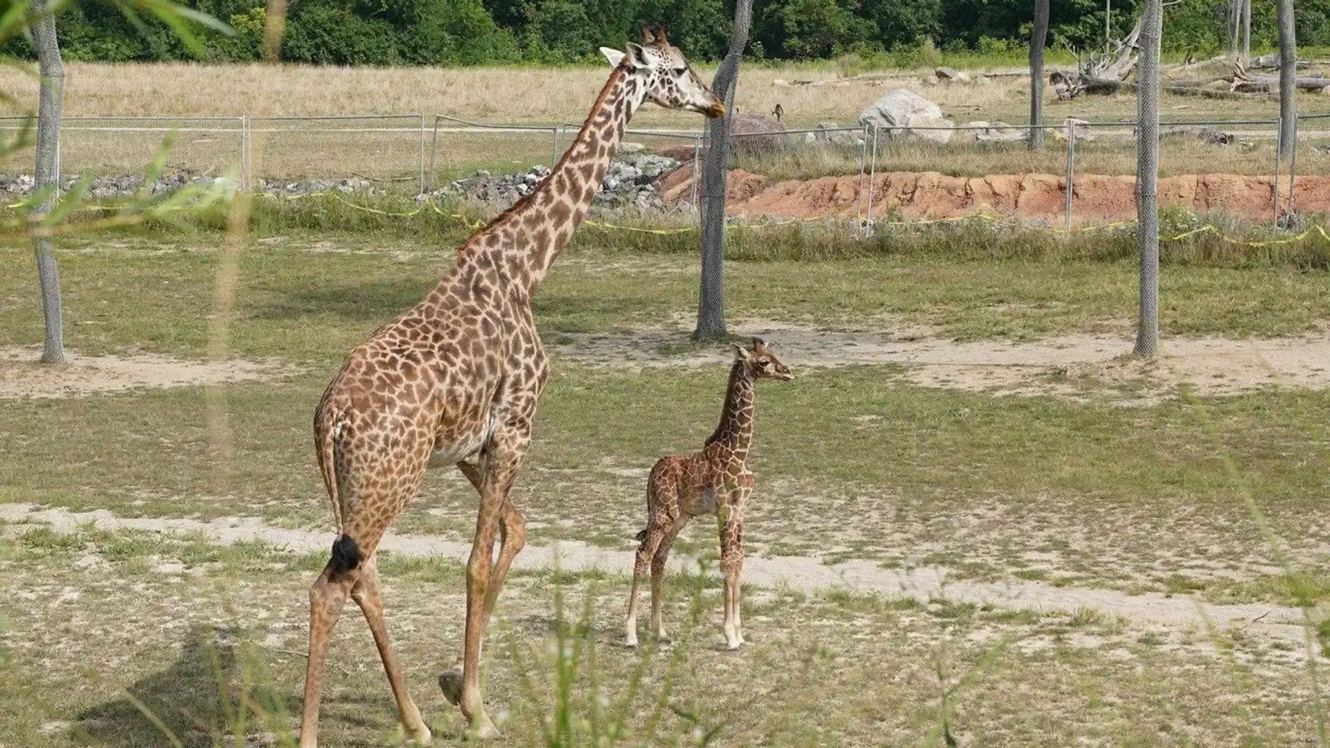 Secrets of the Zoo background