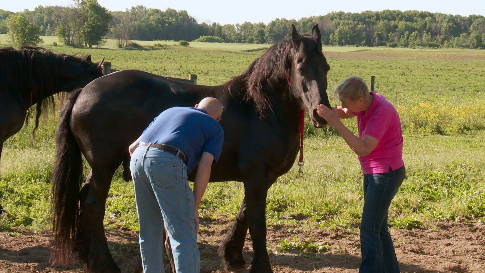 The Incredible Dr. Pol background