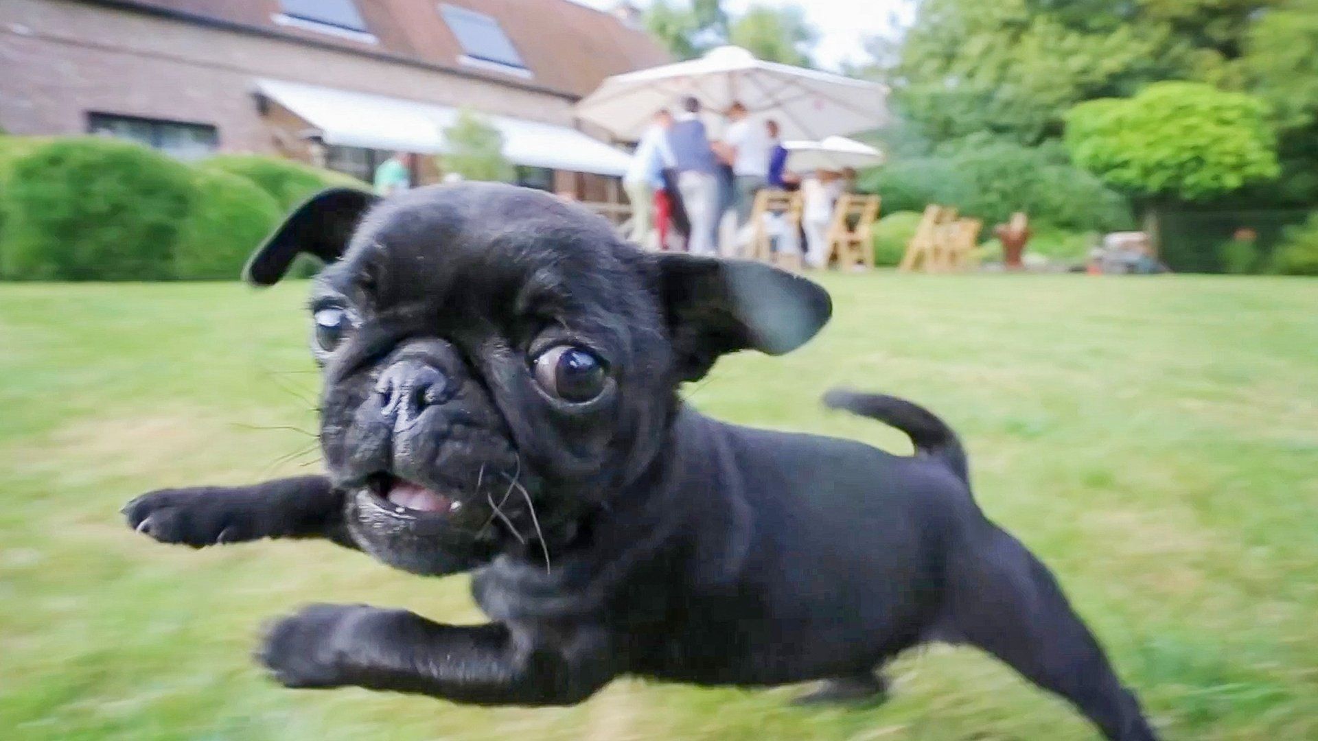 The World's Funniest Animals background