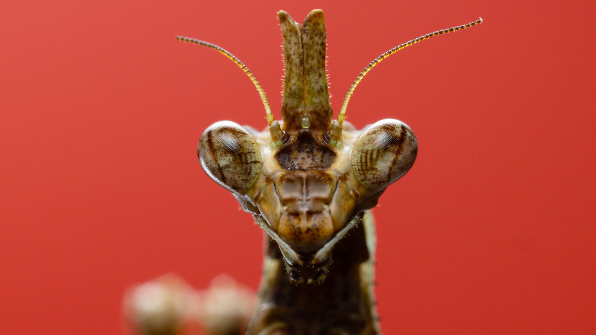 A Real Bug's Life background