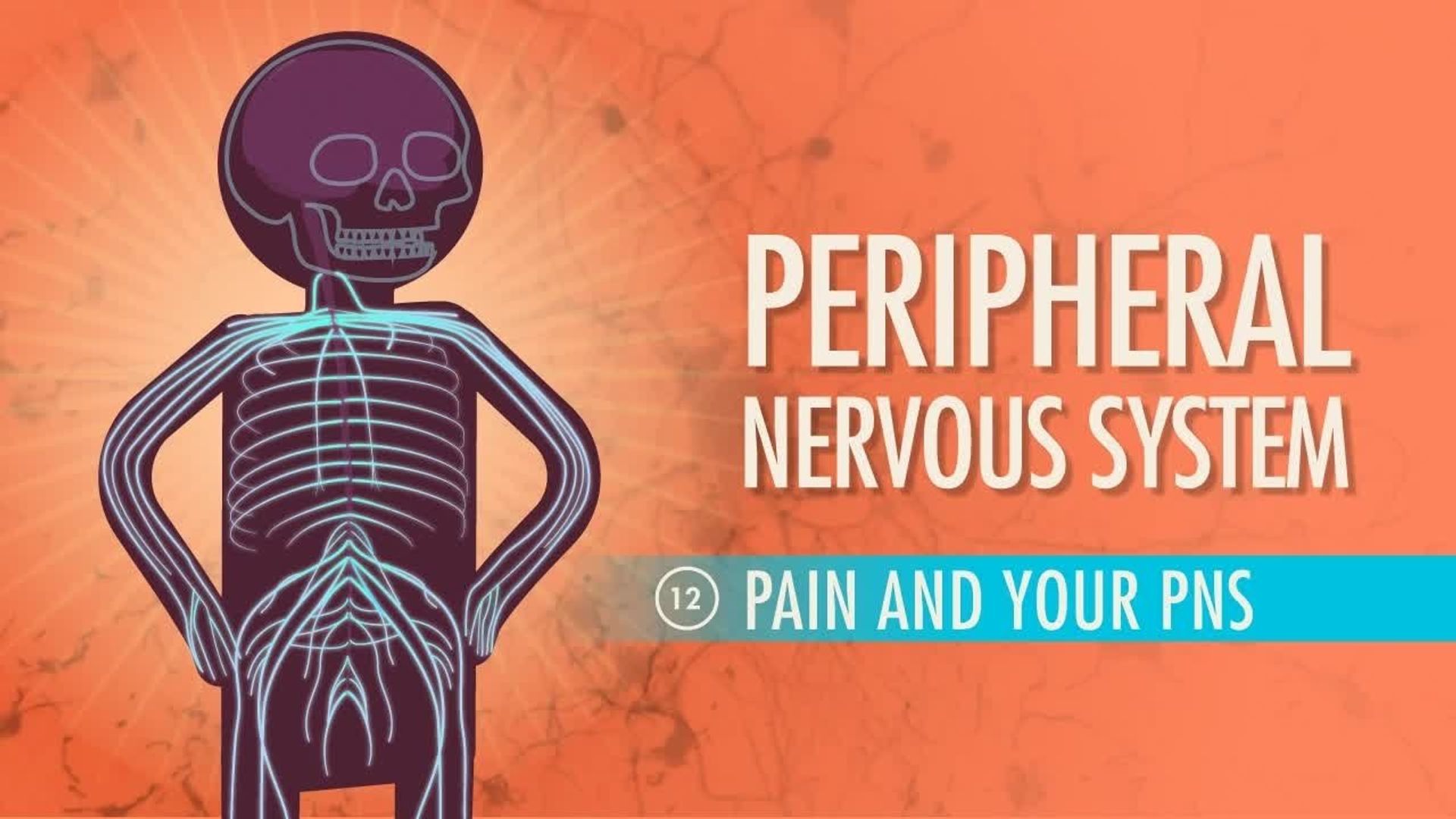 Crash Course: Anatomy & Physiology background