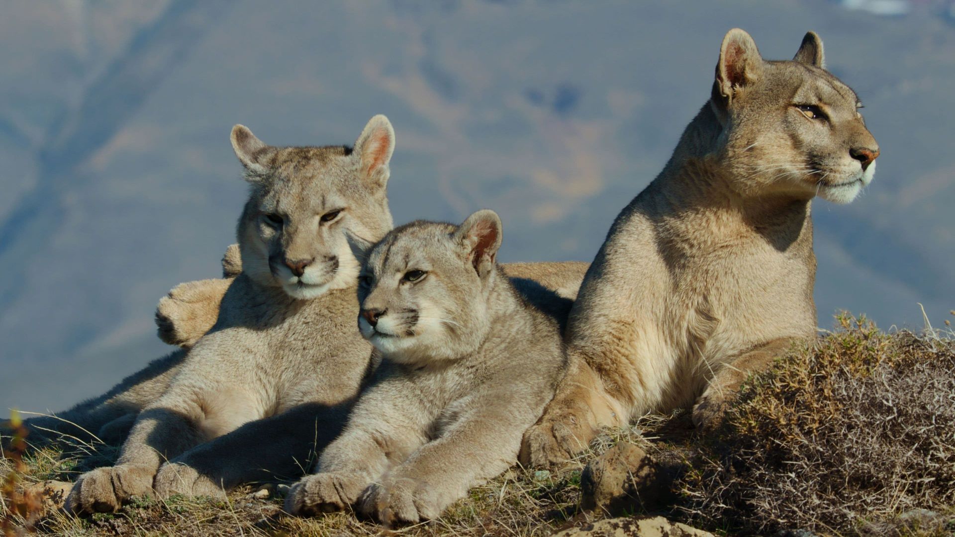 Animals Up Close with Bertie Gregory background