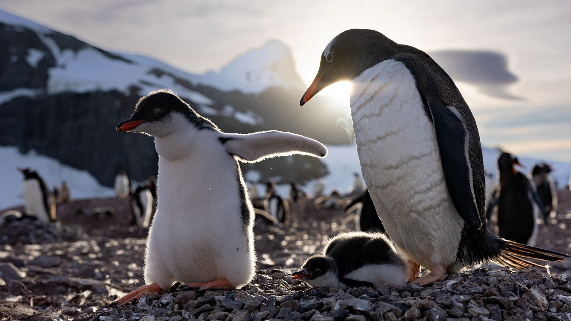 Secrets of the Penguins background