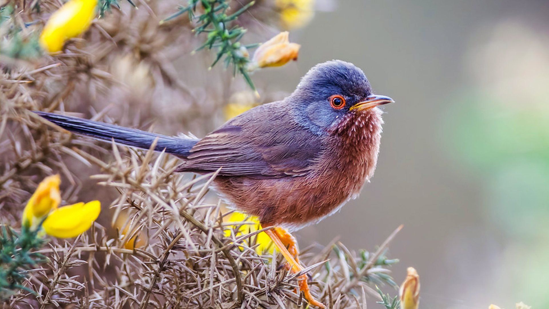 Springwatch background