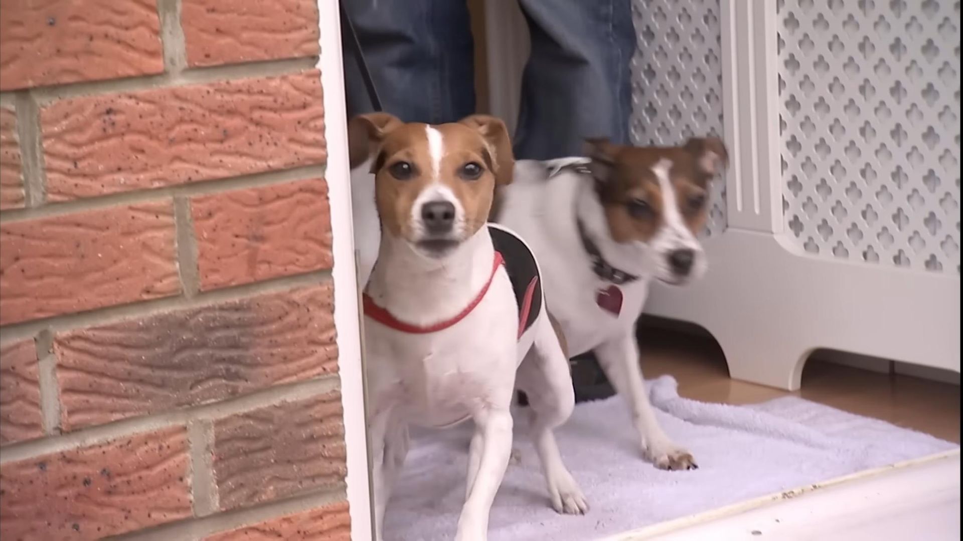 Dog Whisperer with Cesar Millan background