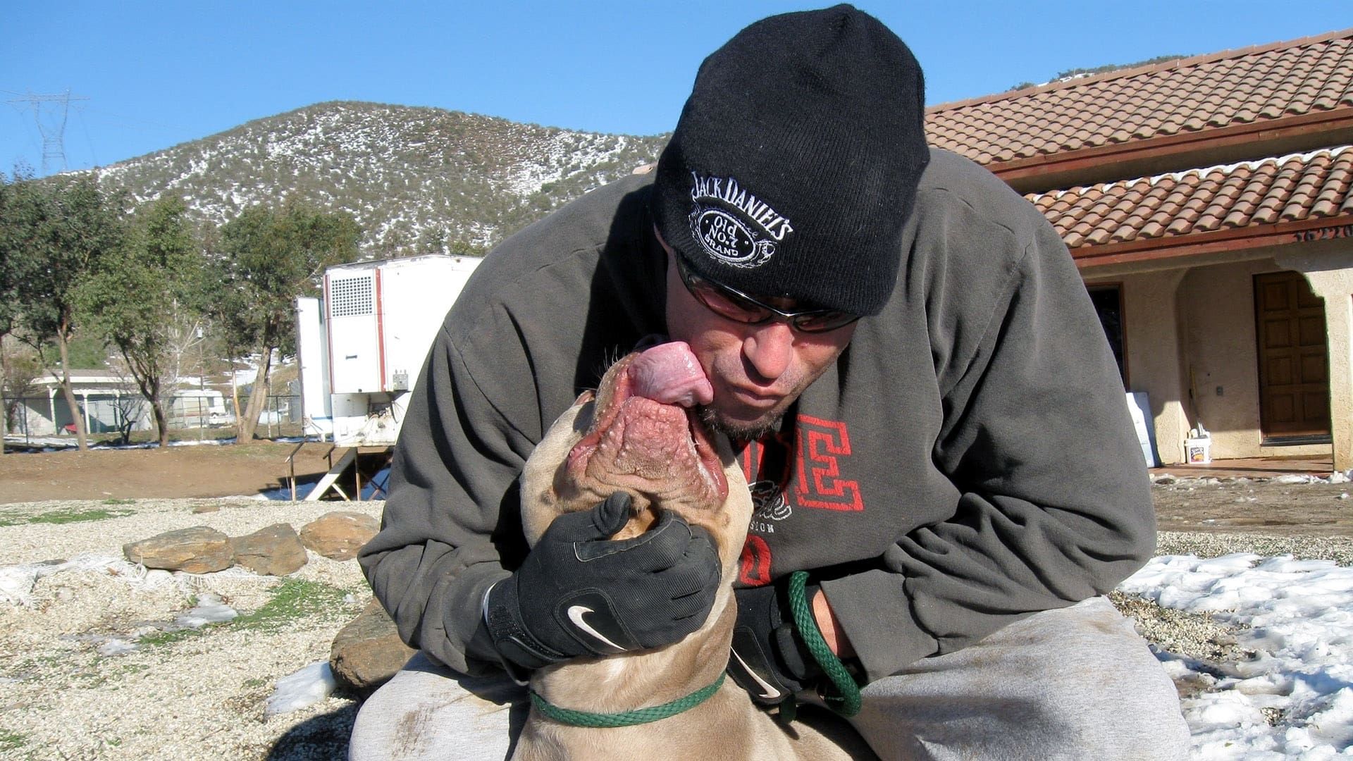 Pit Bulls and Parolees background