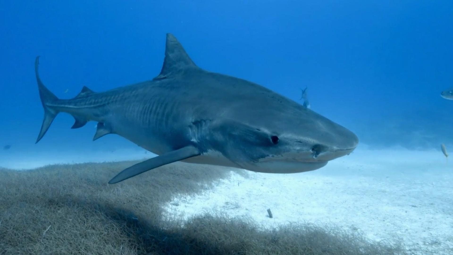 When Sharks Attack background