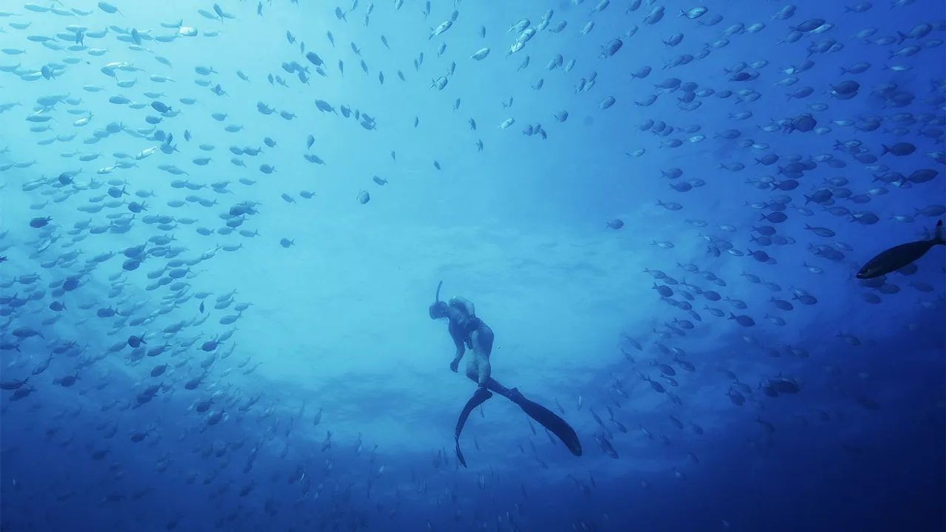 Australia's Ocean Odyssey background