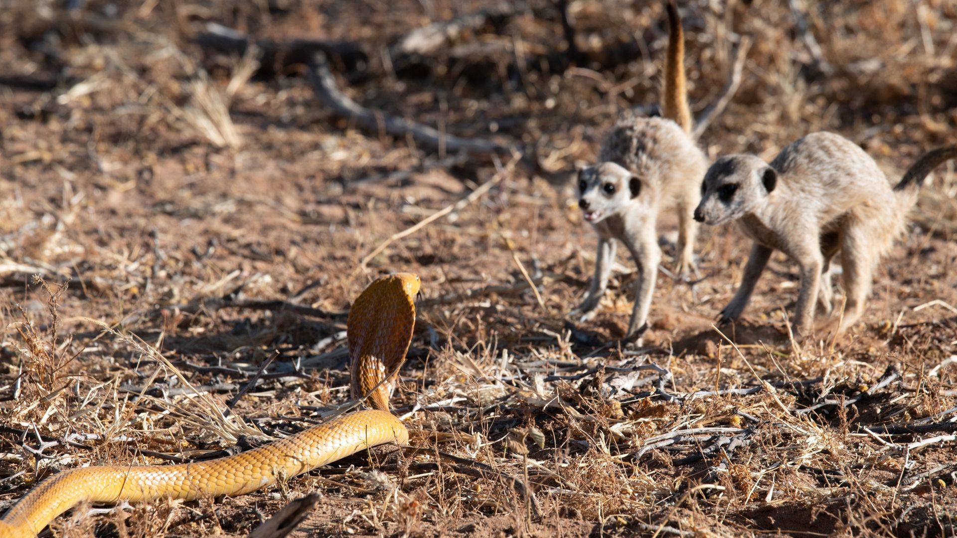Meet the Meerkats background