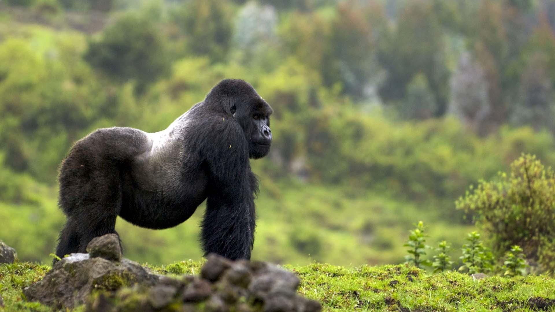 BBC Mountain Gorilla background