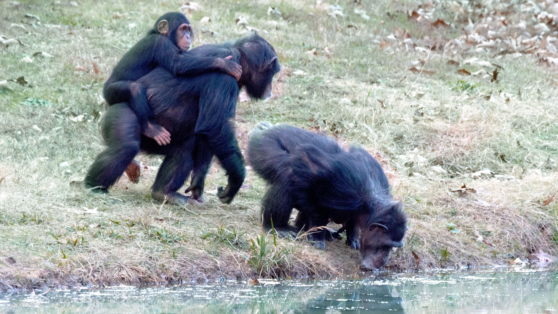 Meet the Chimps background