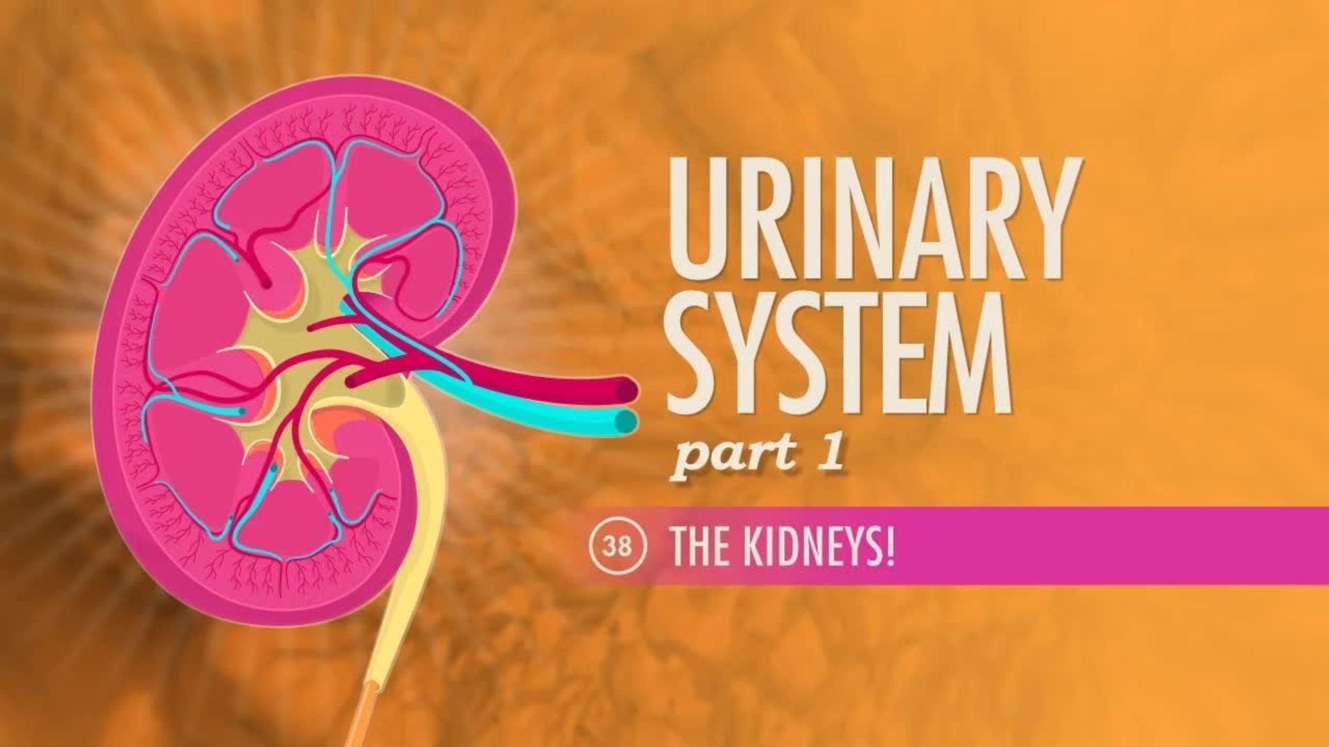Crash Course: Anatomy & Physiology background