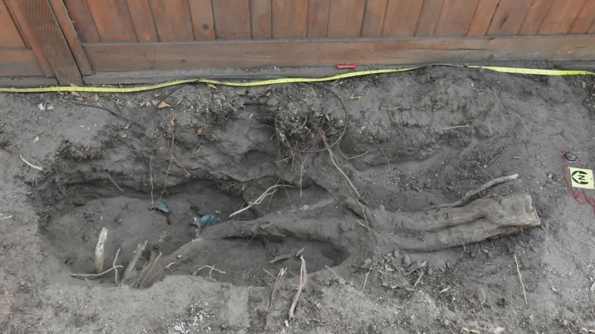 Buried in the Backyard background