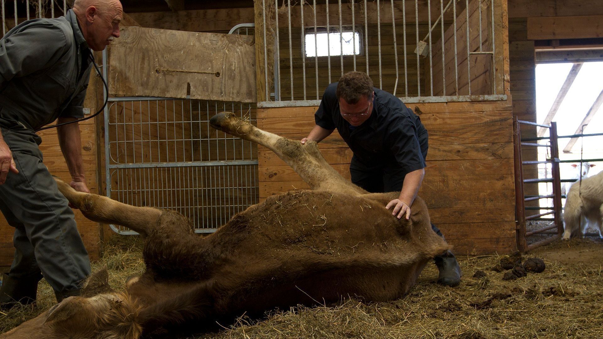 The Incredible Dr. Pol background