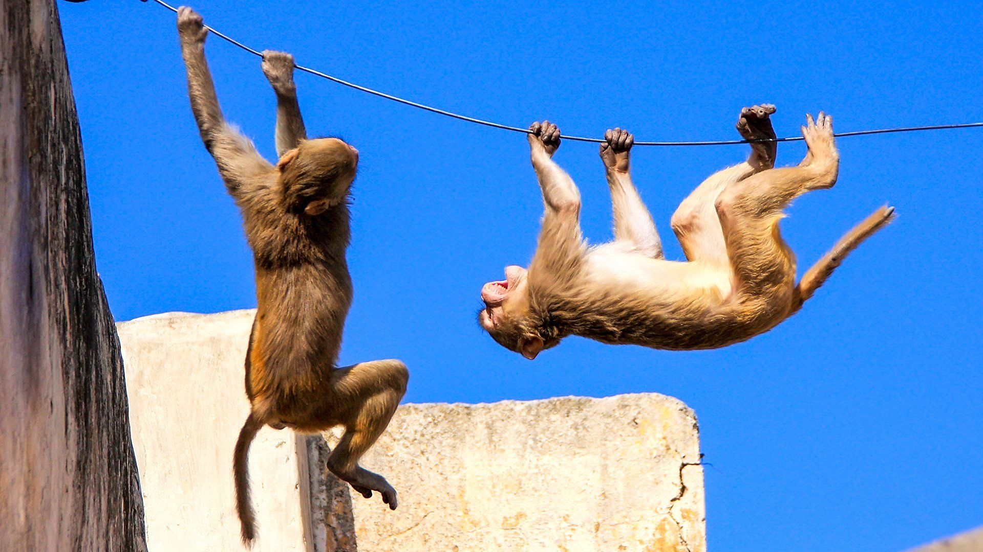 BBC Animals Behaving Badly background