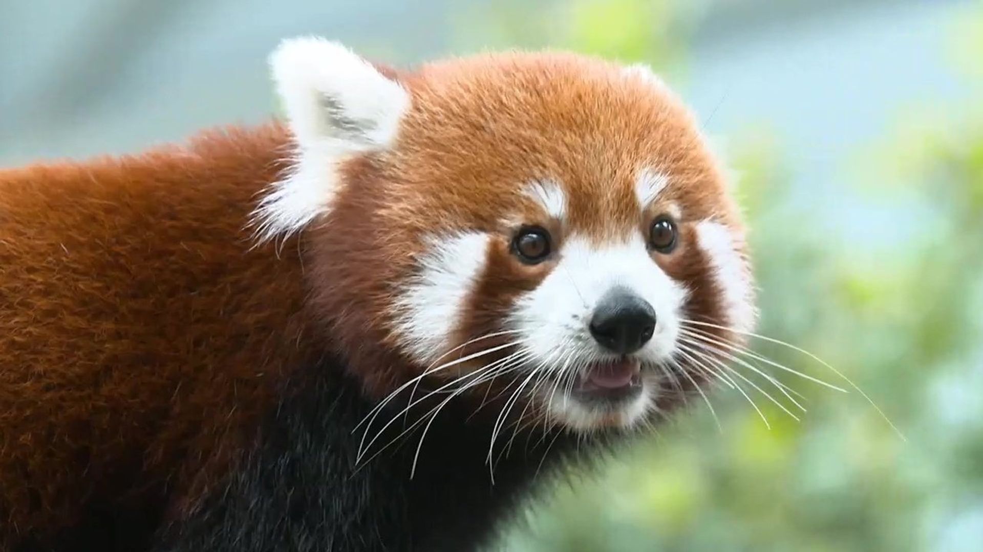72 Dangerous Animals - Asia background