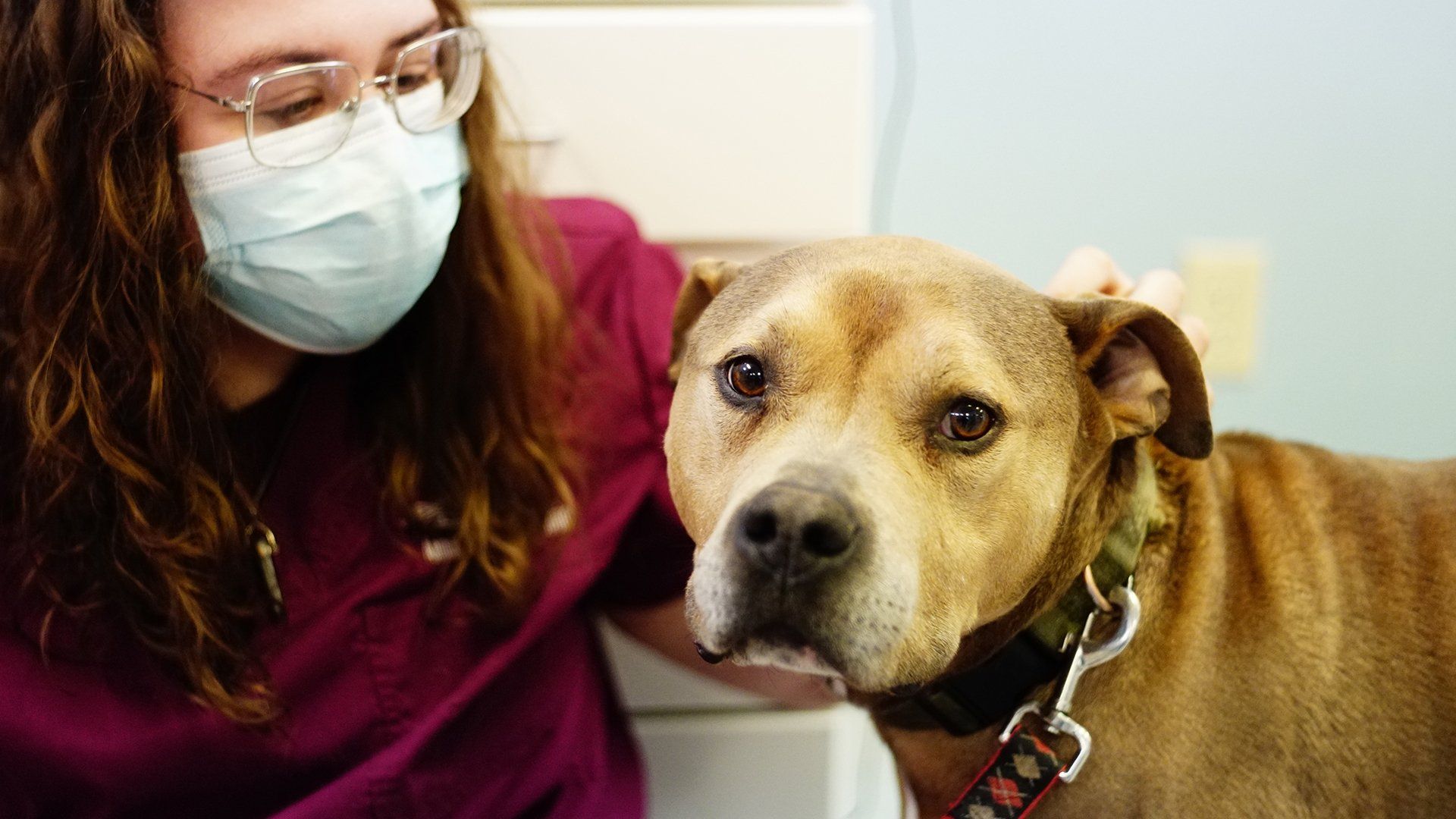 Pop Goes the Vet with Dr. Joya background