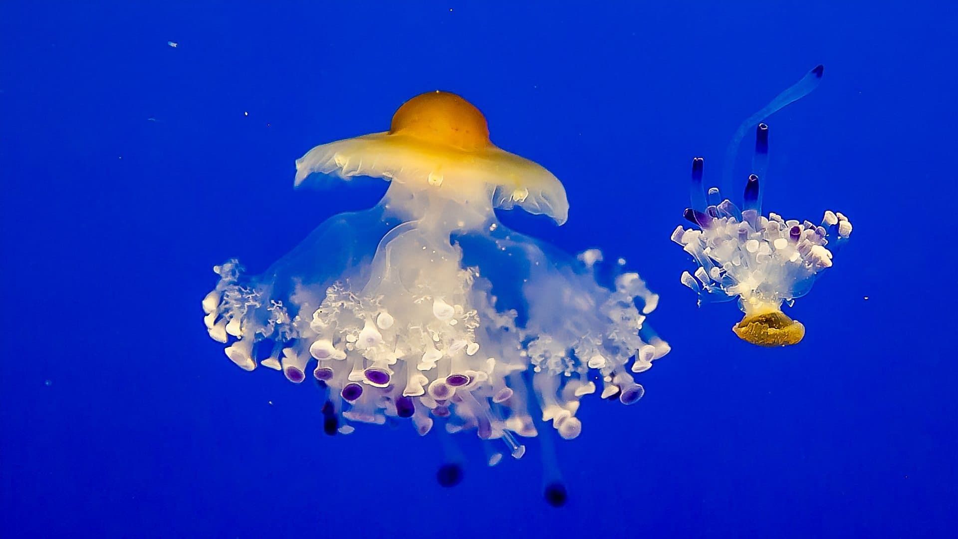 Secrets of the Aquarium background