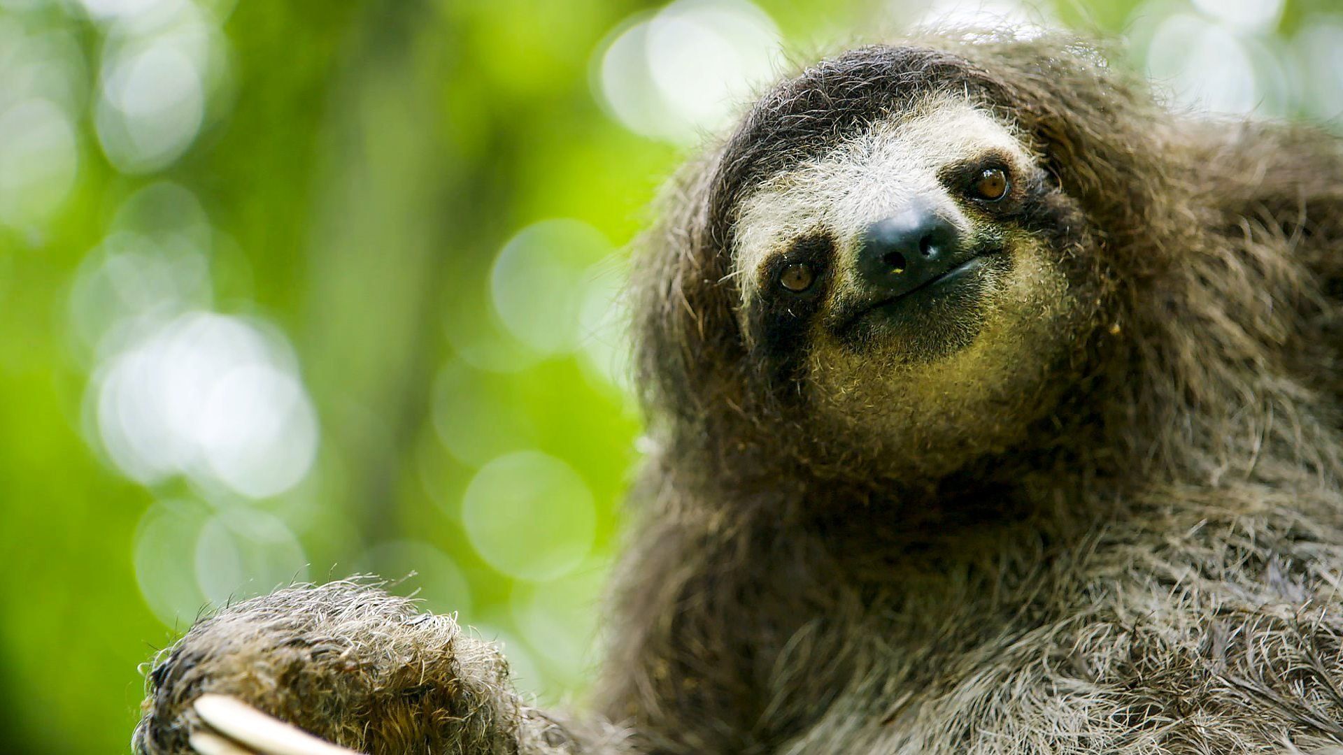 BBC Animals Behaving Badly background