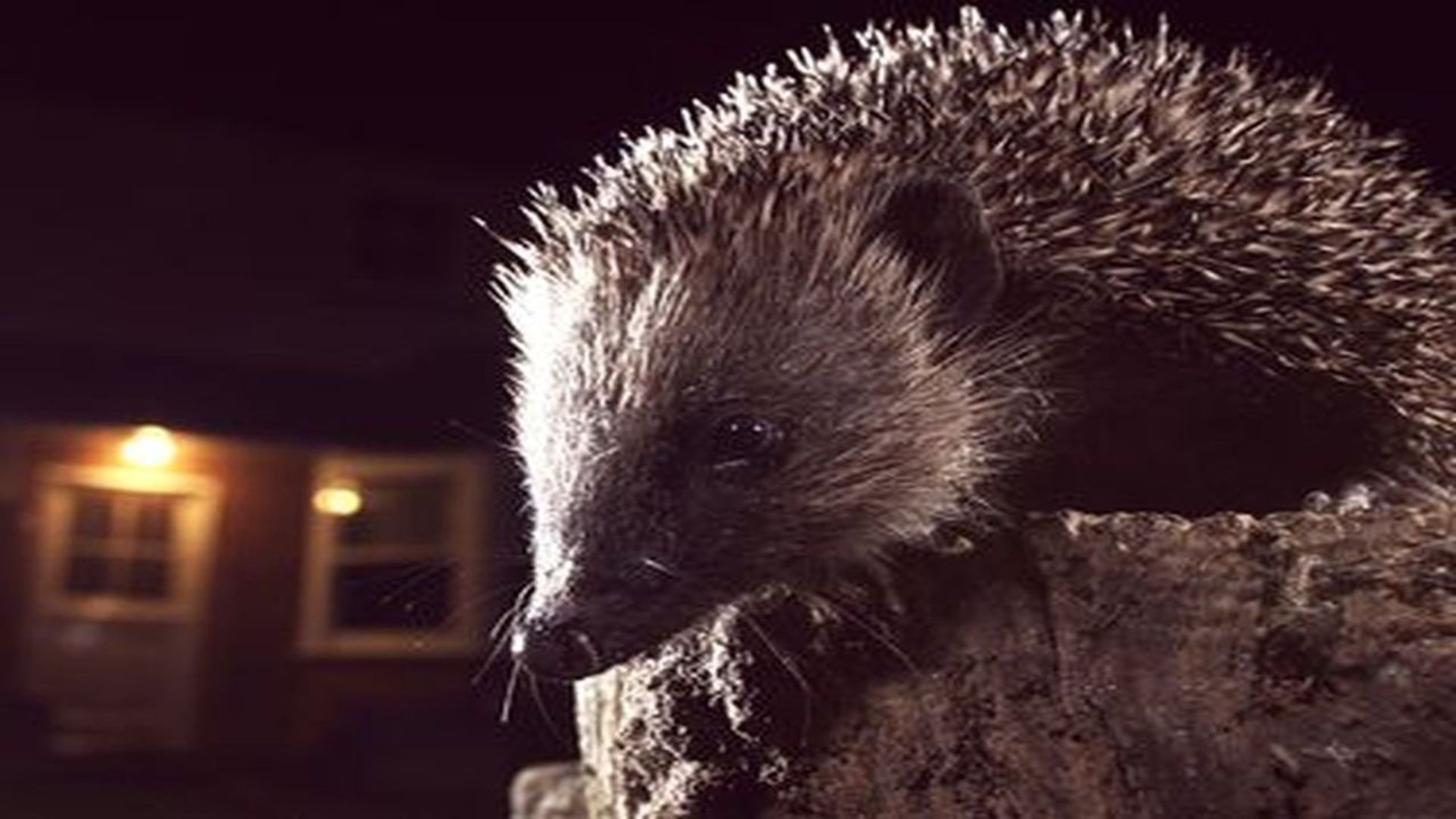 Wild Britain background