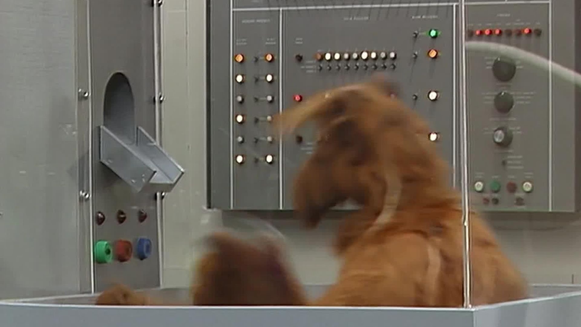 ALF background