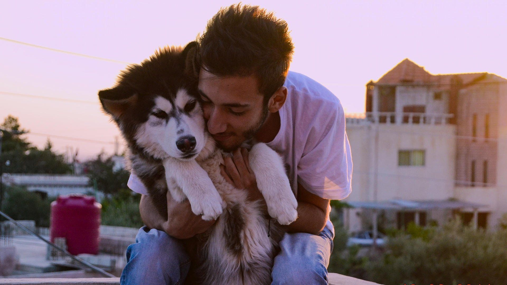 Dogs background