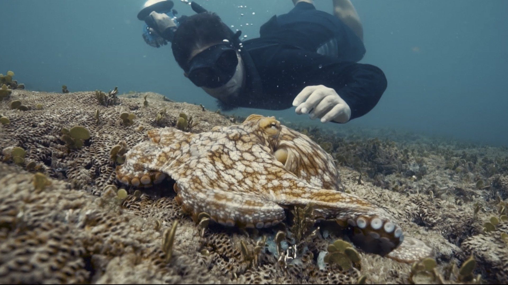 Octopus! background