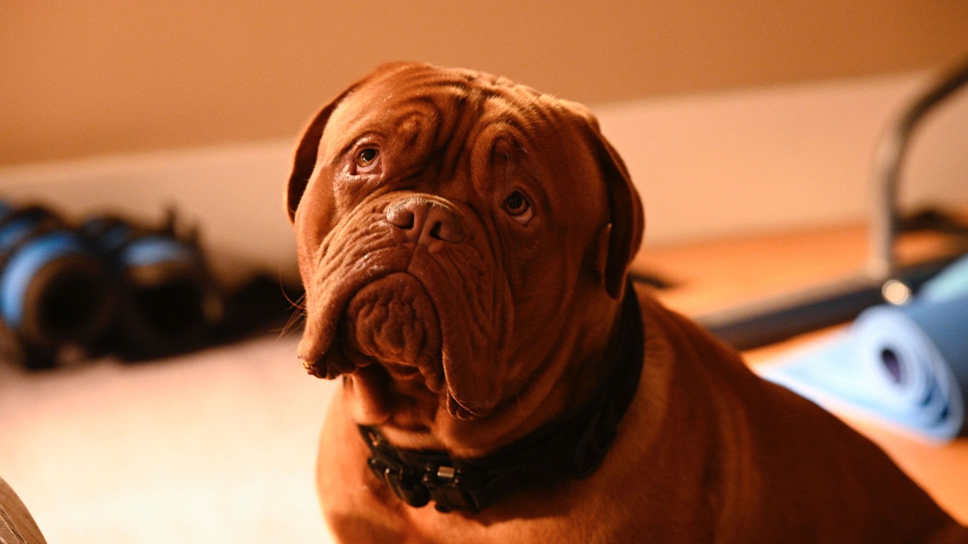 Turner & Hooch background