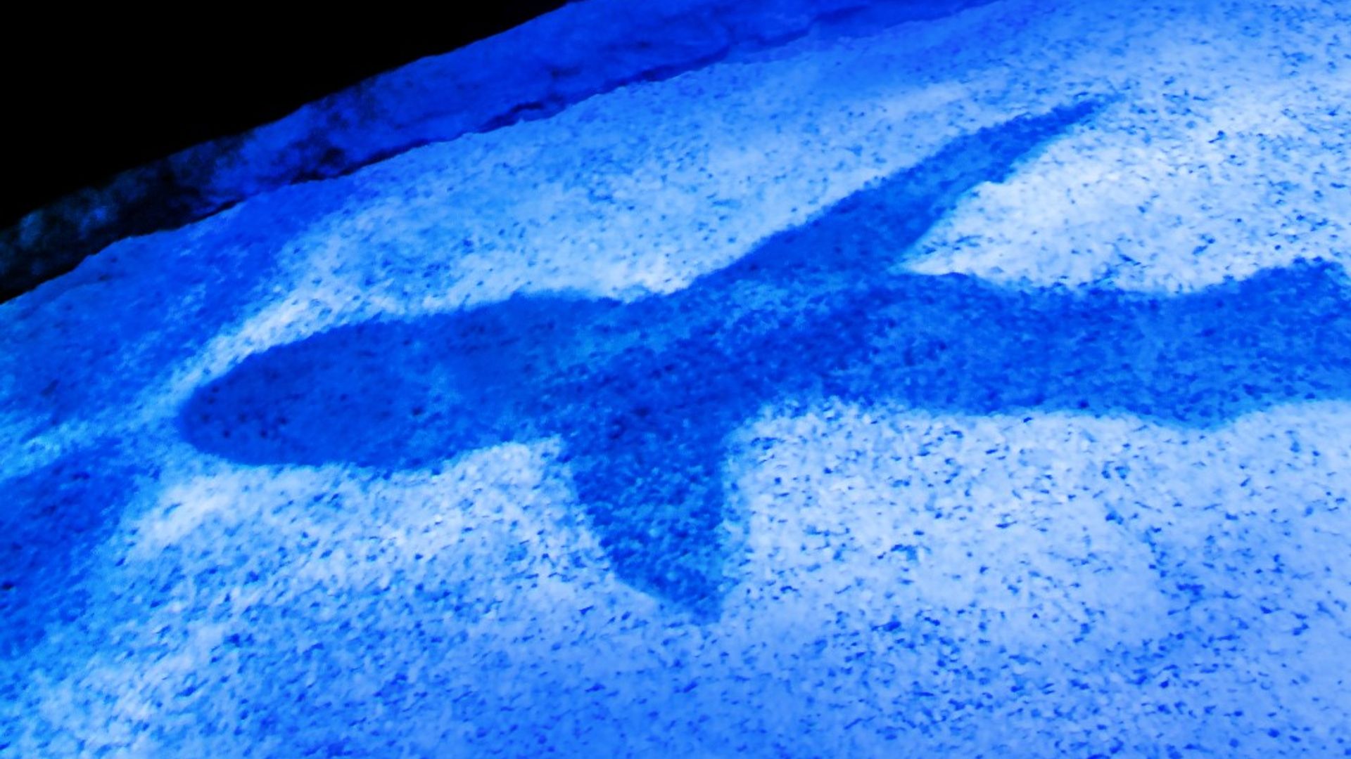 Shark Week background
