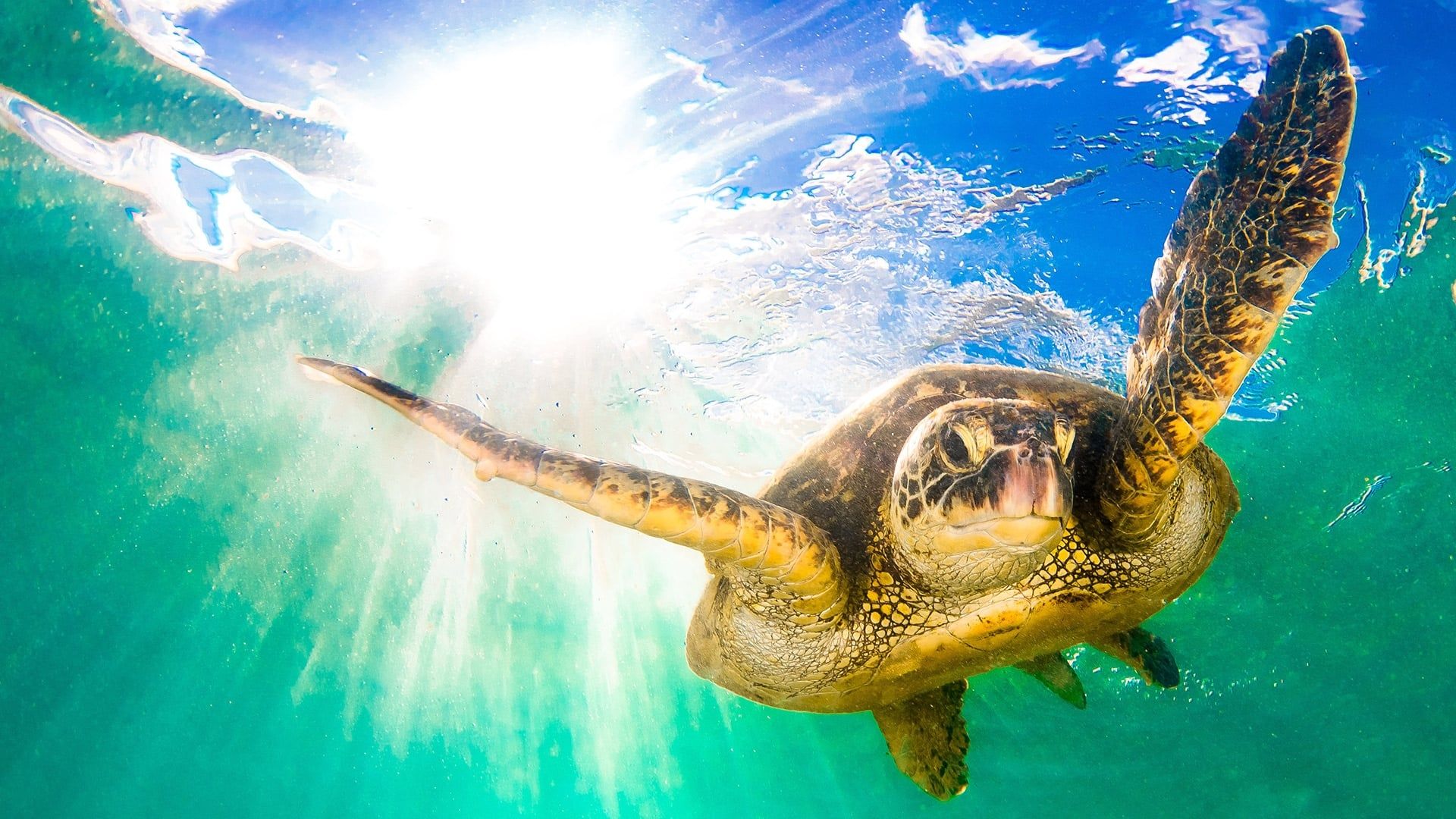Earth's Tropical Islands background