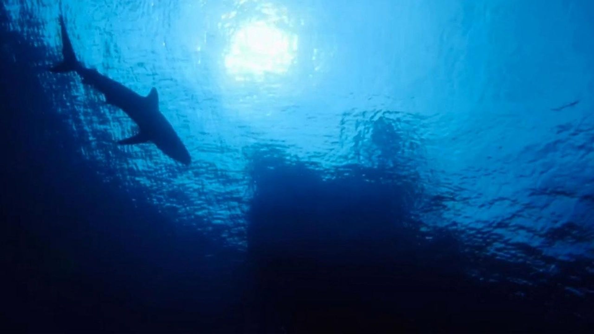 Deadliest Catch: Bloodline background