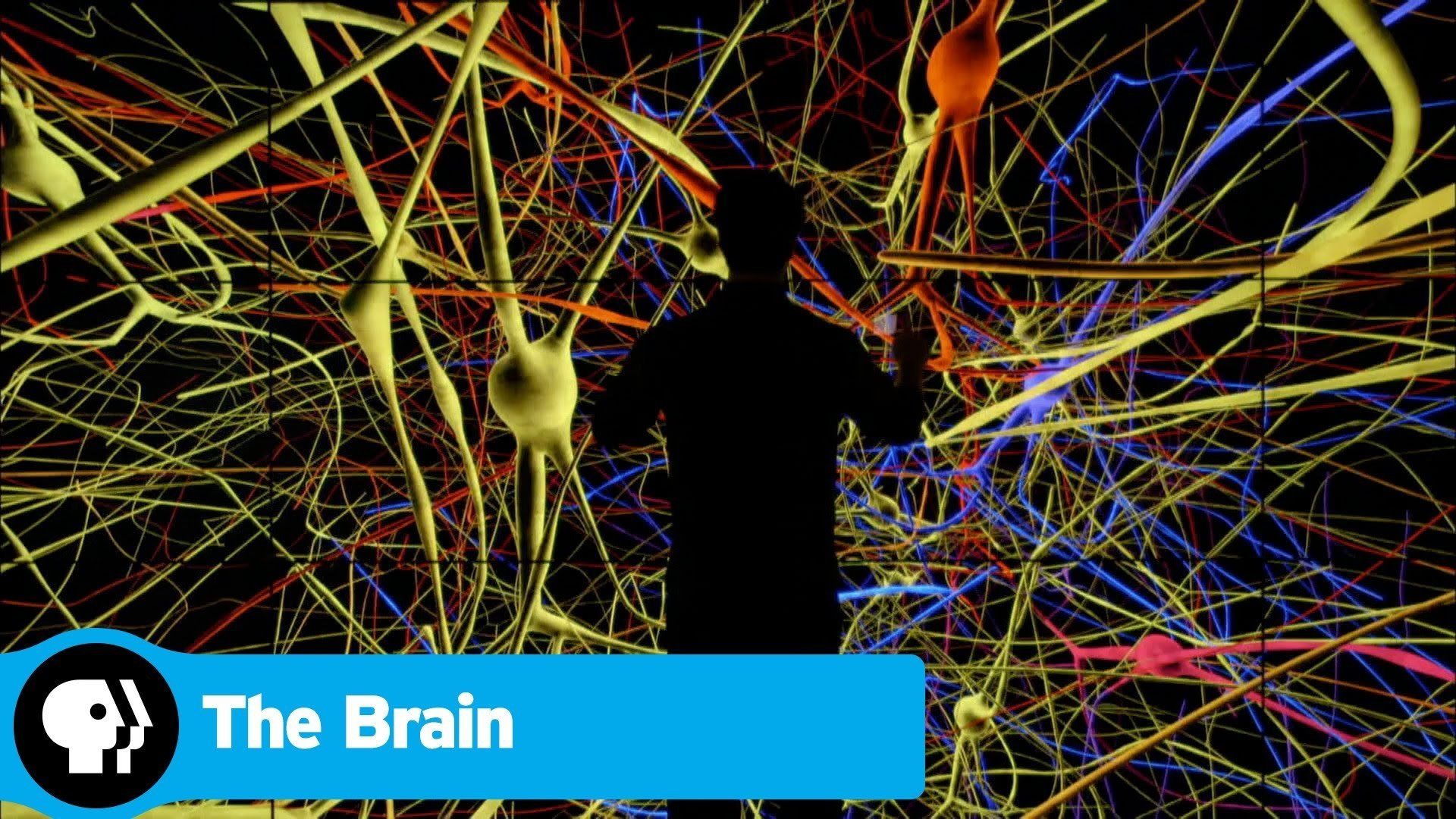 The Brain with Dr. David Eagleman background