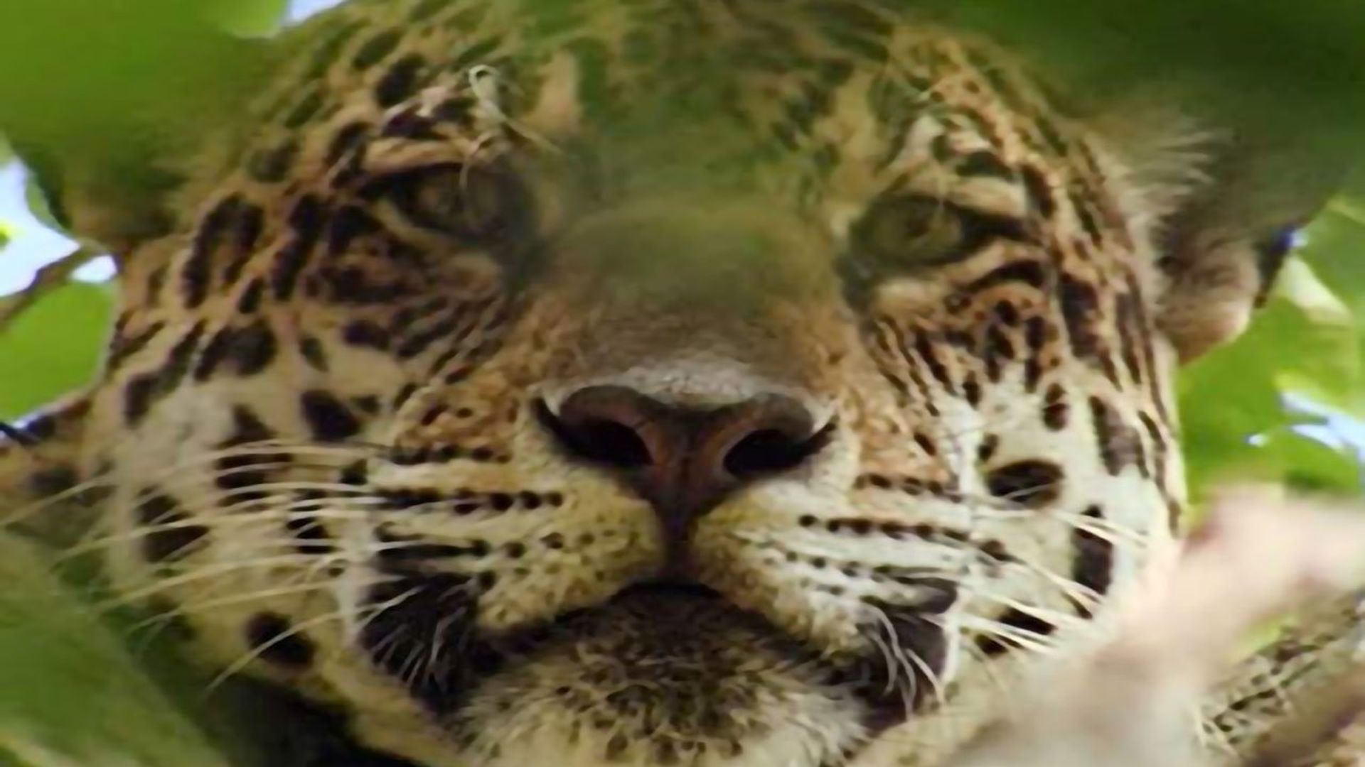 Jaguar Adventure with Nigel Marven background