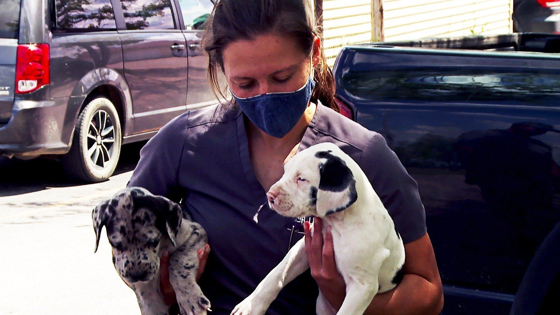 The Incredible Dr. Pol background