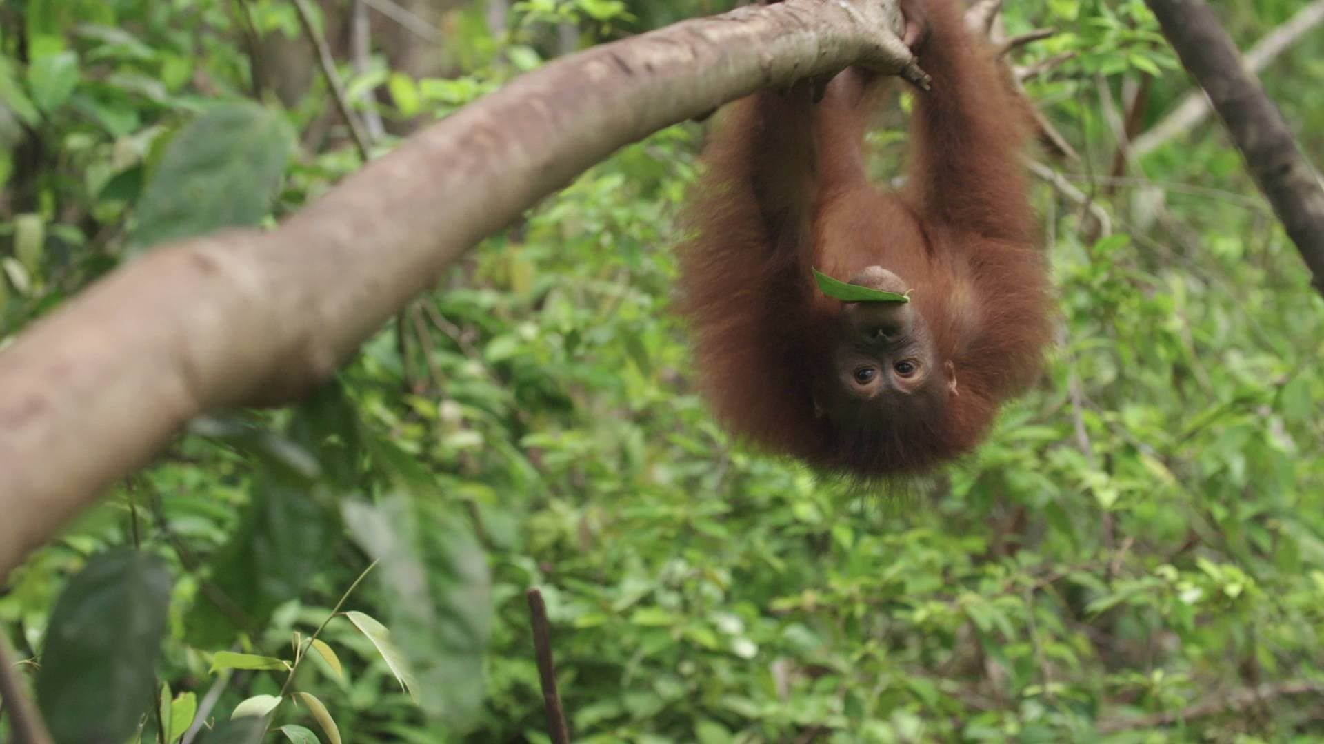 Orangutan Jungle School background